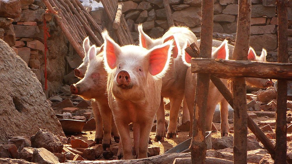 贴匠文化报:猪|越狱