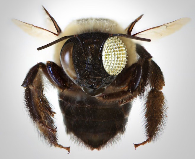 美国伊利诺斯州大学香槟分校的约翰·罗杰斯和同事研制出仿生复眼照相机，拥有160度视野。仿生复眼相机的细节刊登在《自然》杂志上。