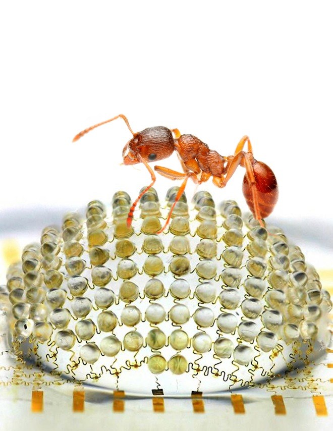 德国马克斯-普朗克协会神经生物研究所的亚历山大·伯斯特和约翰尼斯·普莱特在对仿生复眼相机发表评论时指出，这项技术能够在研制微型飞行器方面发挥重要作用，赋予飞行器出色的视觉。