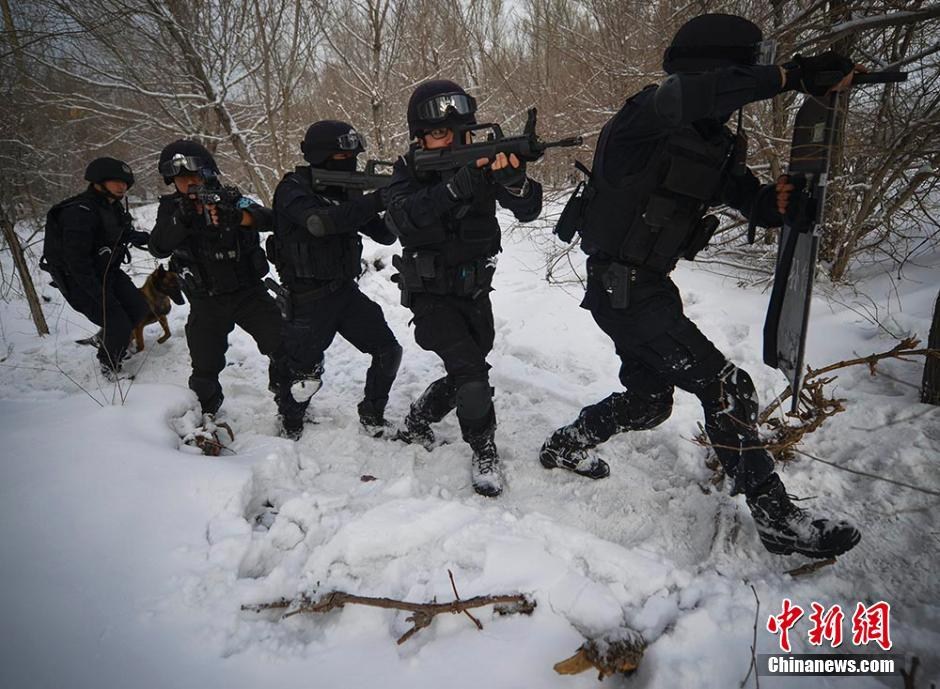 　　岁末年尾，新疆首府乌鲁木齐市低温降至零下10余摄氏度，乌鲁木齐市公安局特警八支队所属的飞虎突击队在驻地附近的树林中模拟场景进行反恐搜捕演练，飞虎队员5人一组，组成搜捕队形，在林雪中进行地毯式搜索。刘新 摄