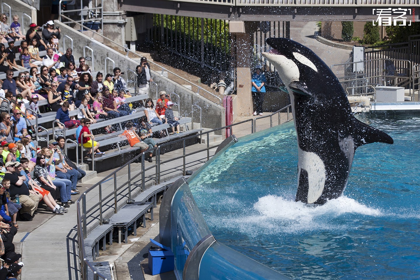 看客》第496期：圈养鲸鱼_手机网易网