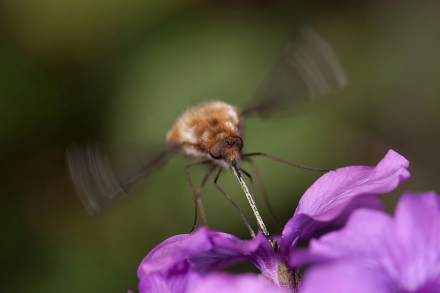 一只蜜蜂在要离开一朵花时快速煽动翅膀。