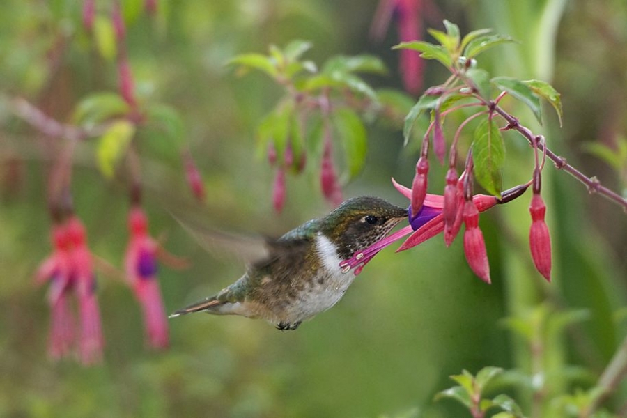 哥斯达黎加，一只蜂鸟吸食短筒倒挂金钟的花蜜，花粉附着到它腹部的羽毛上。