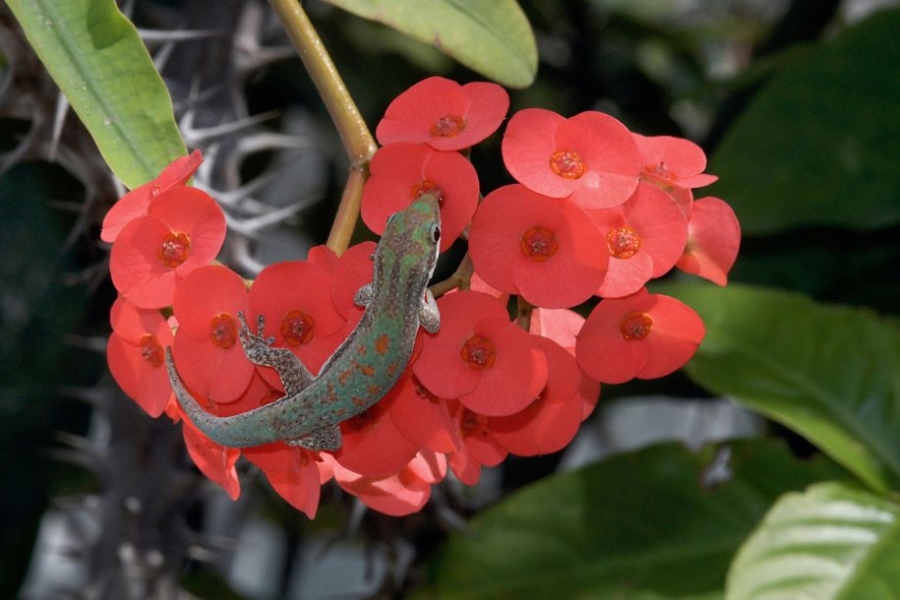 动物学家希瑟·安吉尔(Heather Angel)在一家餐厅外发现一只马达加斯加残趾虎正在舔舐大戟属花的花蜜。但当她拿出相机时，这只残趾虎爬到了花的下方。她说，我在吃完甜点后终于拍到了这张照片。