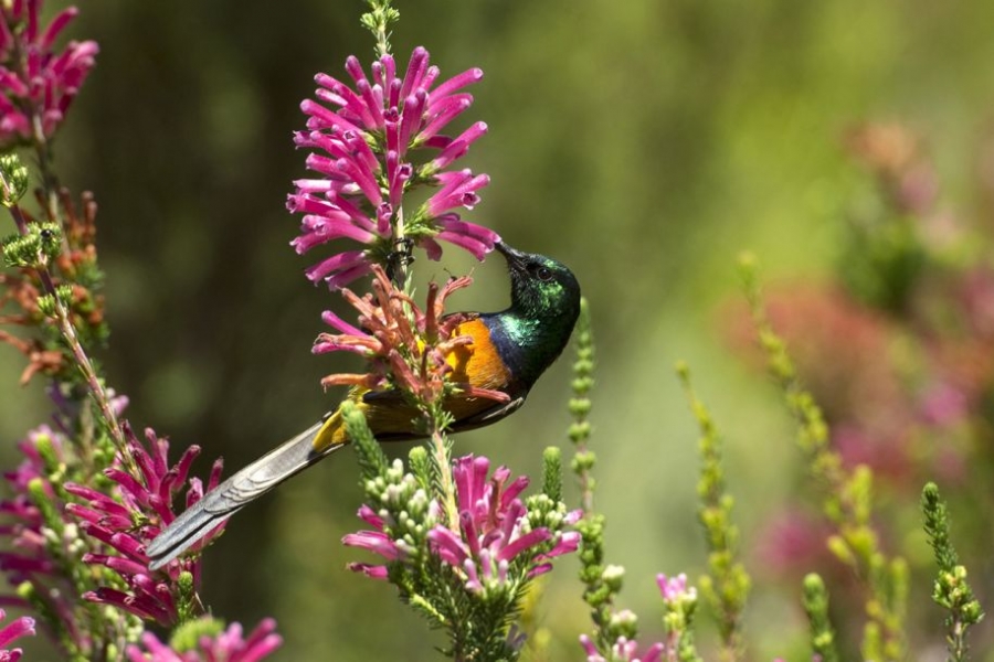 这只橙腹太阳鸟小心翼翼地将喙插入石楠花细小的开口中吸取花蜜。