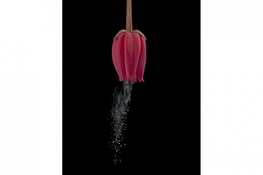 这张照片显示了昆虫震动授粉的模拟过程。当一只蜜蜂从向下的开口进入花中，以高频的翅膀煽动产生震动，致使花粉洒出，并粘附到自己身体上。