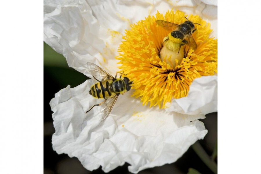 这张照片中，一只食蚜蝇和一只切叶蜂同时停在一朵白罂粟花上。