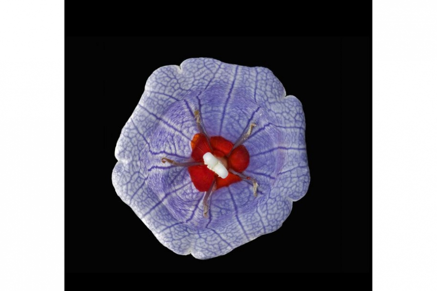 毛里求斯风铃草会产出亮红色的花蜜。