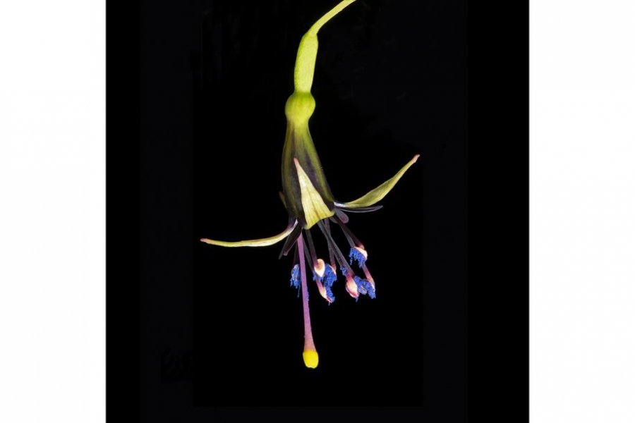 图为一朵新西兰倒挂金钟花，花药上挂着亮蓝色的花粉，紫色的花柱顶端是黄色的柱头。