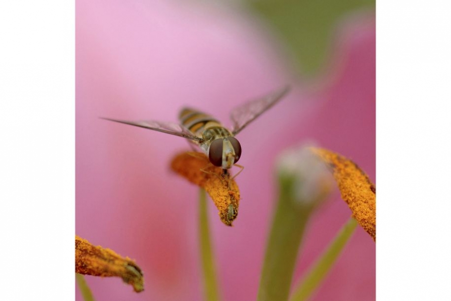 食蚜蝇黏黏的脚是在花间传粉的好工具。