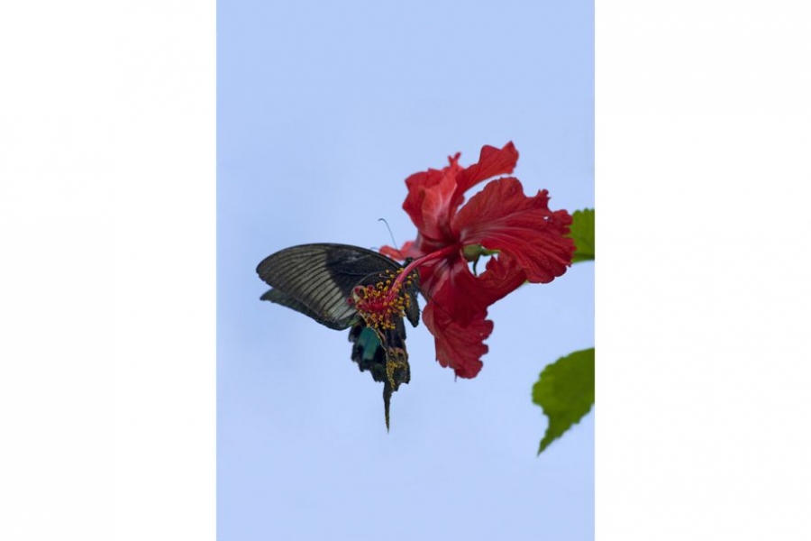 一只孔雀蝶停在一朵木槿花上，花粉附着到它的翅膀内侧。(参考消息)