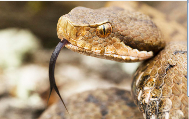 科技网站CNET盘点了众多有毒动物，从鼩到鸭嘴兽等……，但排名第一的动物可能会让你大吃一惊。（以下按毒性从低至高排序）