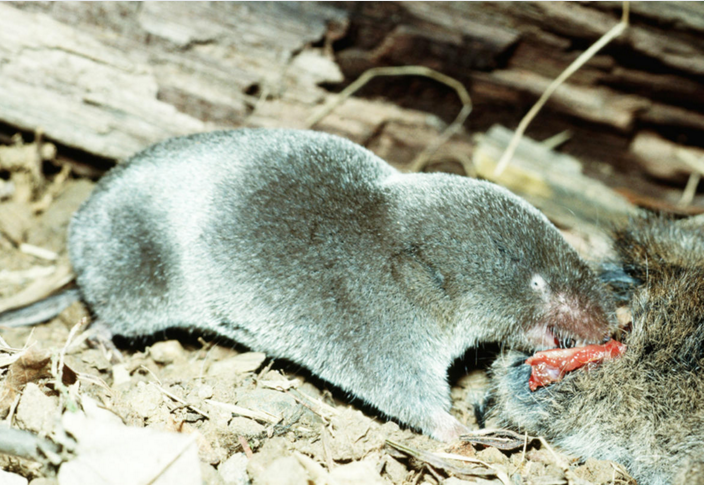是的。这是一种鼩。利用其有沟槽的门牙，南方短尾鼩能给予受害者致命一咬，其体内的毒液足以杀死200只小白鼠。虽然人被其咬一口还不足以致命，但其毒素仍会带来令人难以忍受的疼痛、肿胀和肌肉病变。如果想想这是只鼩带来的，就更不值得了。