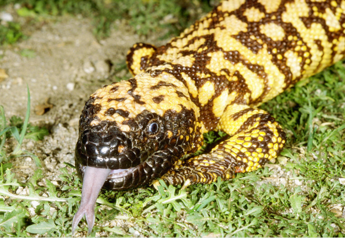 吉拉毒蜥是最毒的蜥蜴之一。对人类来说，被其咬一口不足以致命，但能引起剧烈疼痛、血压下降和出血。受害者身体恢复可能需要五天时间。