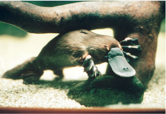 雄性鸭嘴兽后腿上的尖刺有剧毒液体。对于人类来说，鸭嘴兽大杂烩的毒素能带来持续数周、难以忍受的痛苦，而且吗啡也无法止痛。这是其神秘之处。