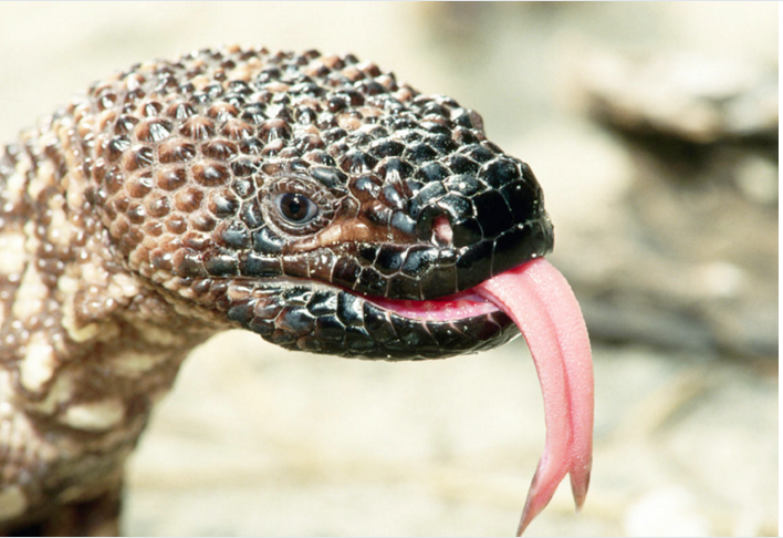 它可能没有獠牙，但这种蜥蜴会牢牢地咬着受害者不放，直到有毒唾液通过其带有沟槽的牙齿进入伤口。对于人类来说，被这种蜥蜴咬一口会导致疼痛、肿胀、出汗和血压下降，极少数情况下会引发呼吸衰竭，直至死亡。