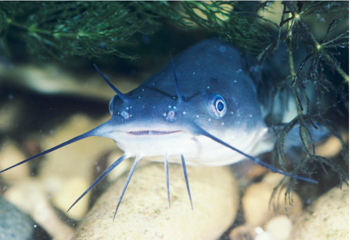 是的。就是被一些人视为美食的鲶鱼。大多数鲶鱼是有毒的，并通过其强大、中空的鳍棘造成极其痛苦的伤口。鲶鱼的毒液刺入体内后足以让受害者住院，如果是鳗鲇，甚至可能造成死亡。