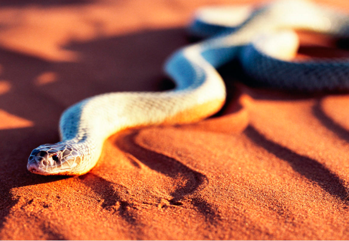 这种蛇咬一口就能释放高达150毫克的毒液——但幸运的是，其毒液的毒性不是很强。如果不及时治疗，死亡虽然罕见但也可能发生。