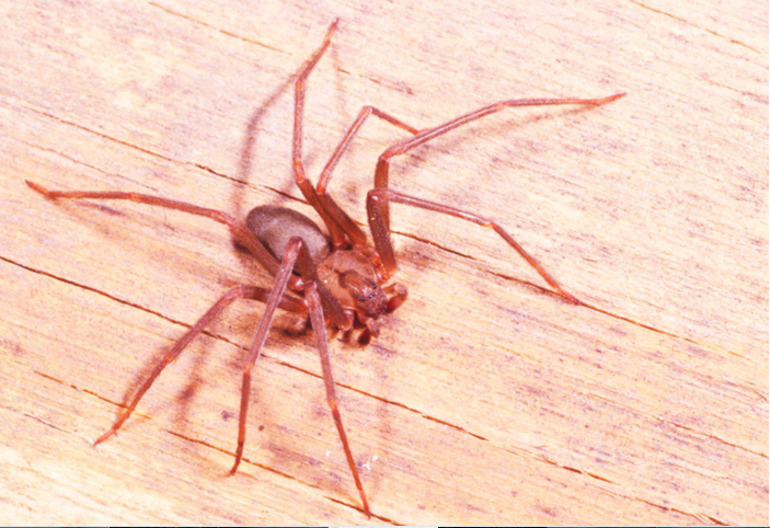 这种小动物分泌的毒液含有溶血毒素，能引起恶心、呕吐、组织坏死、肌肉和关节疼痛，以及血红细胞破裂、脏器损害，甚至导致免疫系统较弱的幼儿死亡。