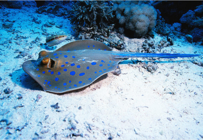 在所有的黄貂鱼中，蓝点黄貂鱼的毒性最高。蓝点黄貂鱼导致的死亡非常罕见。但如果不幸被其毒刺刺中腹部、心脏或其他重要器官，像电视名人和野生动物专家史蒂夫·欧文（Steve Irwin）所遭遇的一样，也是可能致命的。