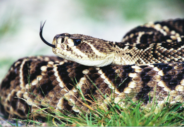 东部钻纹响尾蛇既是最大的响尾蛇之一，也是北美毒性最大的蛇，一次能释放400至1000毫克的毒液，而只需100至150毫克毒液就能让一个人丧生。