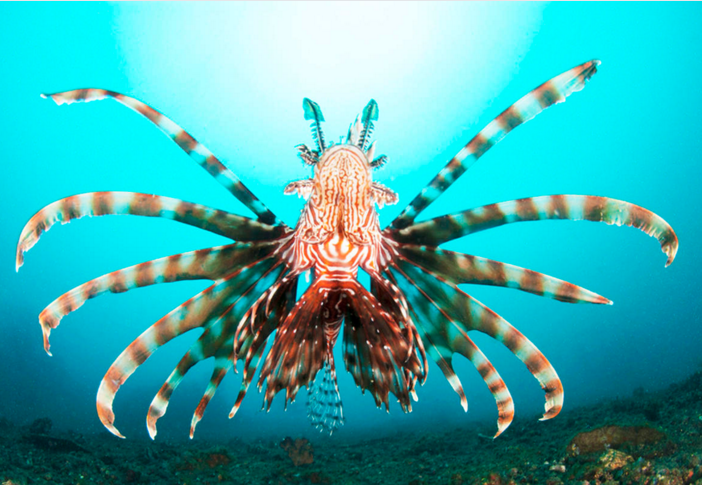 蓑鮋又名狮子鱼，用身体鲜艳的警戒色表明其是有毒性的。蓑鮋通过其背鳍鳍棘释放毒液，能引发疼痛、呕吐和发烧乃至抽搐、瘫痪等一系列症状，直至死亡。