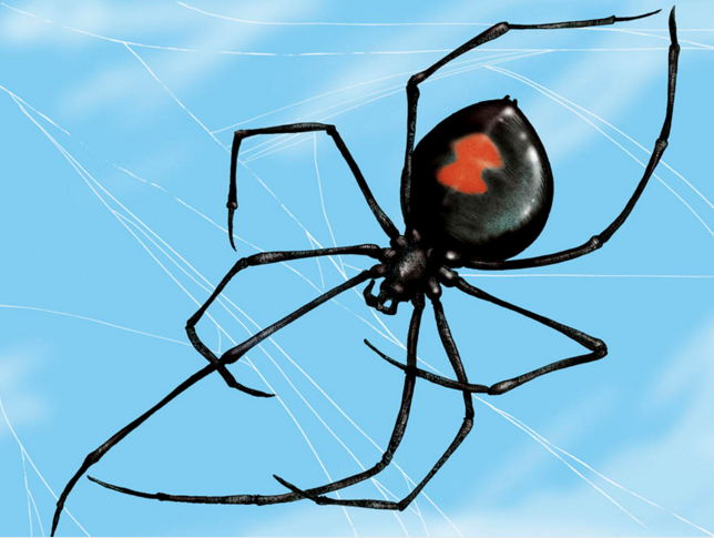 雌性黑寡妇拥有大型毒腺，可释放超浓缩毒液，能干扰受害者控制肌肉的神经信号，并导致严重疼痛和血压升高，最终有可能丧命。