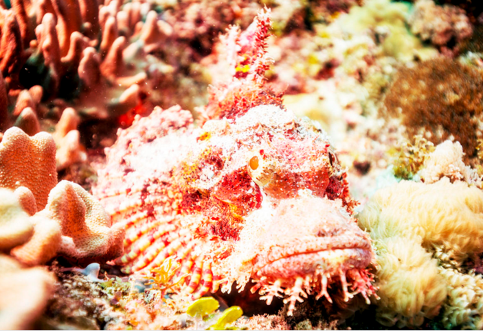 与狮子鱼一样丑，因而有吸引力，但其毒性更大。其背上的13条鳍棘可释放强大的神经毒素，如果受害者在6小时内不及时治疗，能引发难以忍受的疼痛，甚至可能死亡。