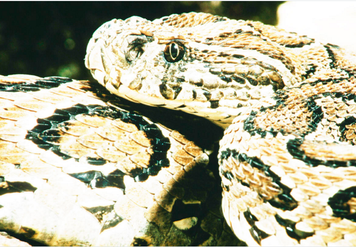 被这种毒蛇咬伤的后果很严重，其症状包括广泛性内、外出血，咯血、便血等，疼痛时间可长达一个月。被其咬伤后也可能致死。