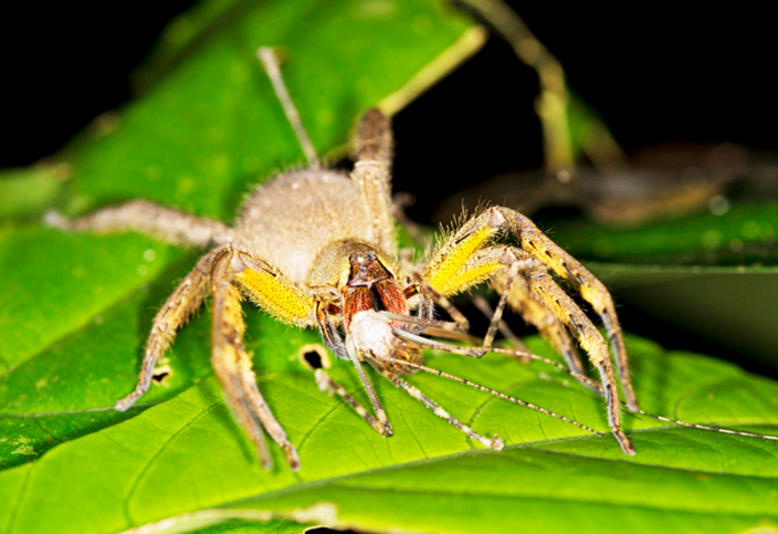这种小动物毒液的毒性非常强大，可与一些蛇的毒液相媲美。其毒液属于神经毒素，可引起剧烈的疼痛、麻痹、窒息，最终死亡。儿童尤其容易受到感染。