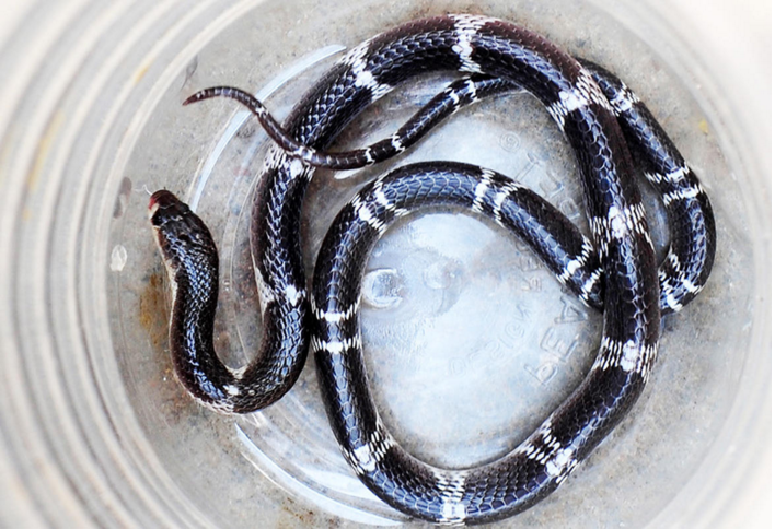 这种环蛇特别危险，因为如果人在睡着时被它咬了，不会造成任何痛苦甚至不会有感觉。但其毒液含有强大的神经毒素，在被其咬后4至8小时内，受害者将严重窒息直至身亡。