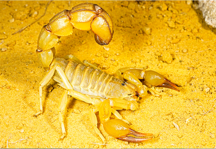 肥尾蝎又名突尼斯肥尾蝎，在北非，因蝎子蜇伤而死亡的事件大约90％应由这种蝎子负责，在当地每年造成近400人死亡。其毒液含有神经毒素，可在六小时内杀死一个人。