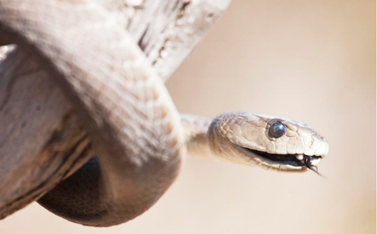 什么这种蛇特别危险？因为它可以一次性释放大量的毒液。其毒液含有神经毒素和心脏毒素，可以让受害者在7小时内失去生命。