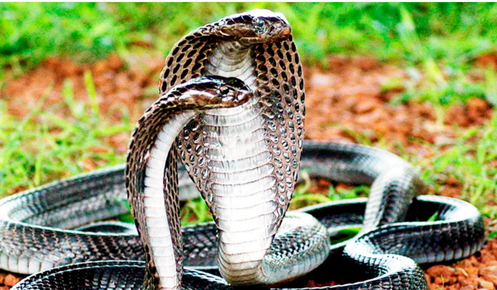 在这份名单上，眼镜王蛇的毒液可能不是最强大的，但仍然可以排在前几位，其毒液的致命效果令人难以置信。首先，它可以喷射毒液，所以它甚至不需要咬到你，就能造成伤害。此外，它的毒液只要有7毫升，就可以杀死20人或者一头大象。