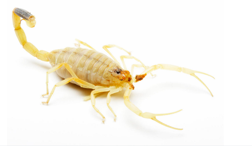 这种蝎子个体很小，但有很强大的致命性。其尾刺可以注入致死毒液，其中值致死剂量为0.25毫克/公斤。