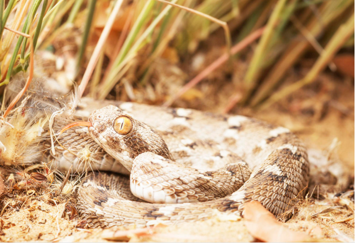 由于其毒液的毒性强大，人们认为锯鳞蝰在其所在地区导致的死亡人数，超过了其它所有蛇致死人数的总和。