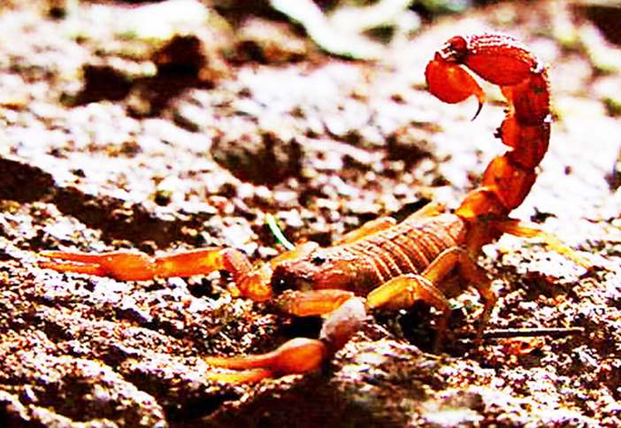 被这种蝎子咬后的死亡率高达40％。