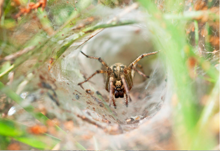 这种蜘蛛毒液的毒性据说是氰化物的两倍，对人体的影响包括导致血压升高、心律不齐、昏迷和死亡。其毒液发挥作用迅速，可以在15分钟内杀死一个小孩。
