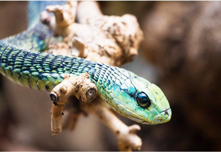 非洲树蛇咬东西时，其上下颌能张开170度。其毒液毒性很高，含有破坏人体血液凝结的溶血毒素。这表明其毒液发挥作用相对迟缓，从而有助于争取时间获取抗毒血清。