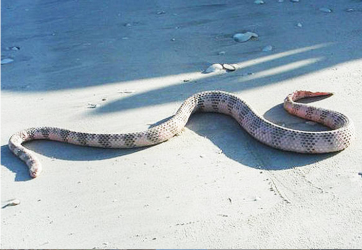 在所有海蛇中，杜波依斯礁海蛇的毒液最致命，咬一口可以杀死一只老鼠。海蛇毒液的毒性非常恐怖，能导致麻痹、视力模糊，吞咽或讲话困难，大约3％受害者将丧命。