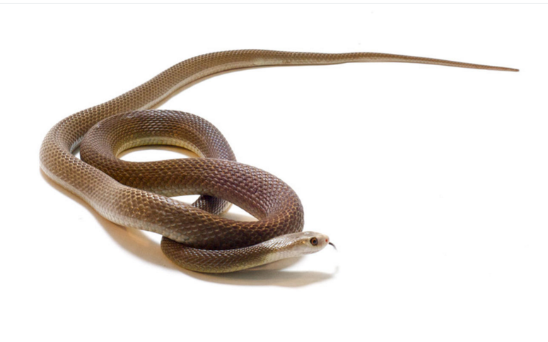 这种剧毒蛇的毒液会影响受害者的神经系统和血液凝固。如果被其咬到而没有得到及时治疗，死亡率能达到100％。在严重中毒的情况下，受害者将在一个半小时内身亡。