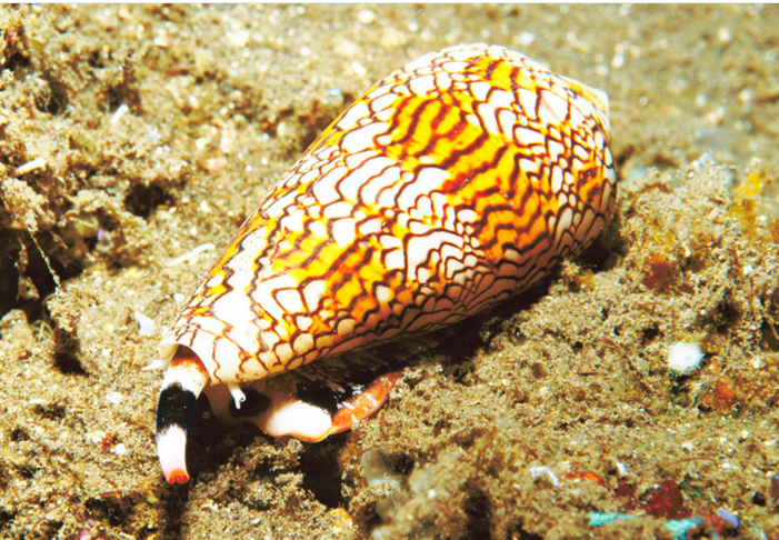 这种海螺移动缓慢，但正是这种原因它们毒液的毒性非常强大。它们中空、改进后的牙齿被称为“齿舌”，其锋利程度足以刺透潜水服；其毒液对人的致死量小得令人难以置信 ——据信，一只鸡心螺的毒液足以杀死20名成年人。