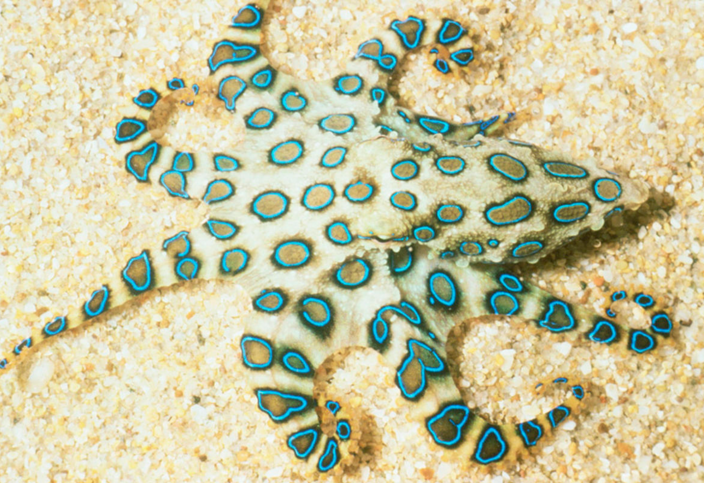 虽然其个体比较小——只有高尔夫球大小——但其毒液能让人变得虚弱且是致命的。其毒液能在10分钟内让受害者呼吸衰竭，并在30分钟内身亡。一只蓝环章鱼咬一口释放的毒液可以杀死26位成年人，而且目前还无有效的抗毒素。