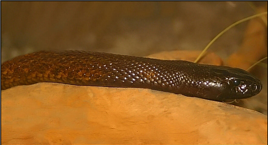 内陆太攀蛇拥有最致命的毒液之一；一滴毒液可杀死多达100名的成年男子，并在短短45分钟内发生作用。