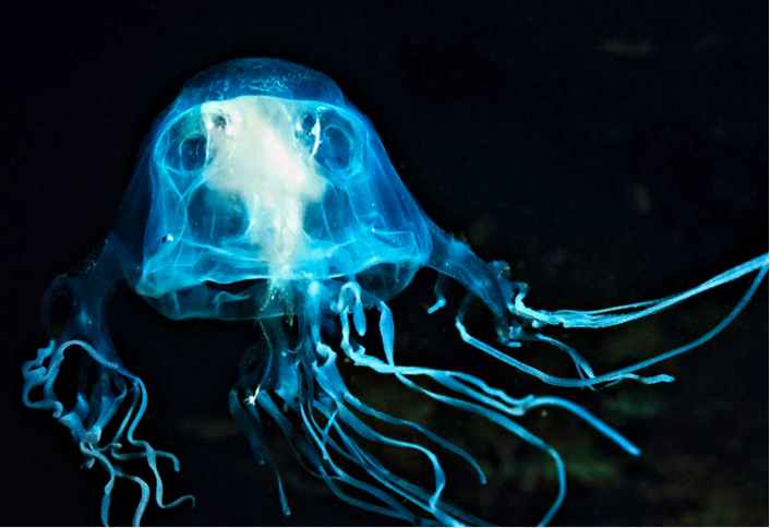 虽然在这个名单上，澳大利亚箱形水母毒液的毒性距离最强大还差一点，但它可能是最致命的。其个体很大，但在水中几乎是透明的。它的触须数量可达60根之多，每根触须都长有5000个刺细胞，在缠绕住受害者时能注入大量毒液。其毒液的毒素会导致极度疼痛、瘫痪、神志昏迷、休克和心脏骤停，甚至在几分钟之内死亡。一只箱形水母的毒液能杀死60名成年人。（刘春）