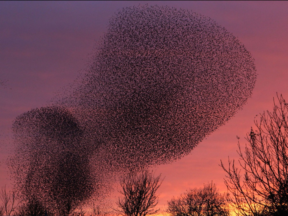 单只八个看起来可能并不起眼儿，但当成千上万只八哥共同飞行时，场面显得非常壮观。这种奇观被成为八哥群舞，也被称为“黑太阳”。八哥群舞在美国和欧洲相当常见，特别是在英国。尽管八哥目前在英国的数量仅及40年前的1/3。八哥群舞似乎遵循着某些简单的规则，比如跟着你身边的八哥飞。（小小）（来源：网易科技）