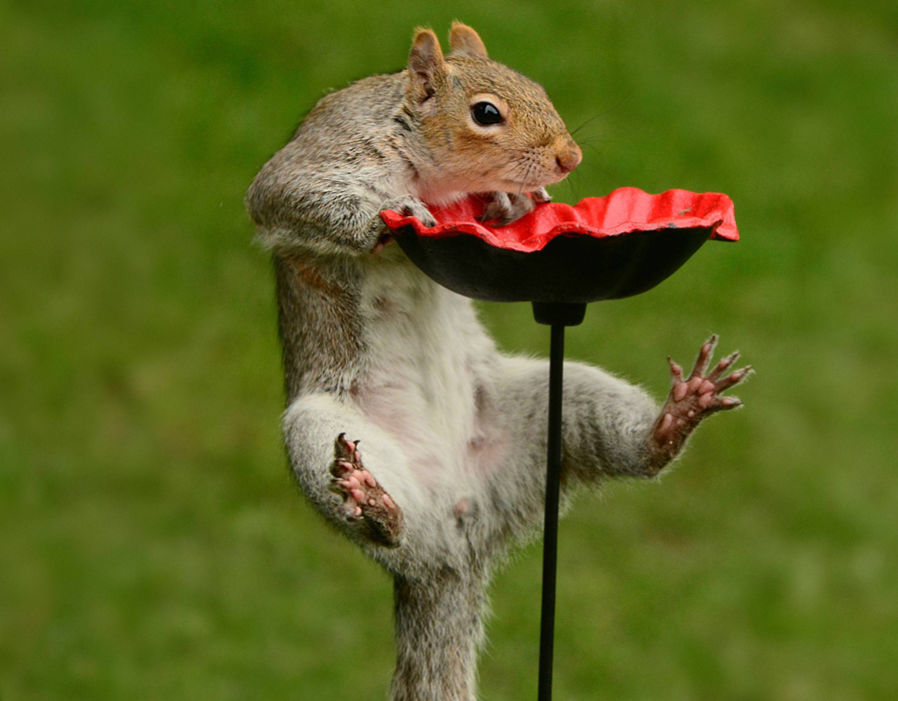 从“洗澡熊”到“尝鼻屎猩猩”，我们收集了动物们在镜头下“最逗逼”的时刻，让易友们在轻松大笑的同时，也能感受到这些动物们的可爱，比如这只“厚颜无耻”的松鼠，它正试图在英国皇家喂鸟专用的食盘上偷吃。（来源：网易科技）