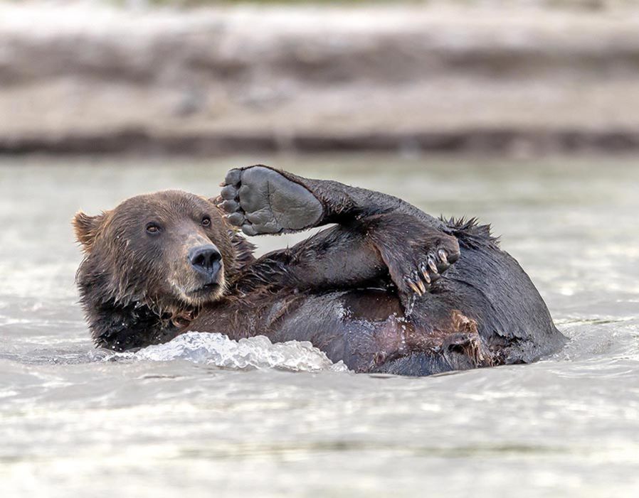 在战斗民族俄罗斯的库页湖上，一直棕熊正在给自己洗澡，整个画面看起来滑稽极了。（来源：网易科技）