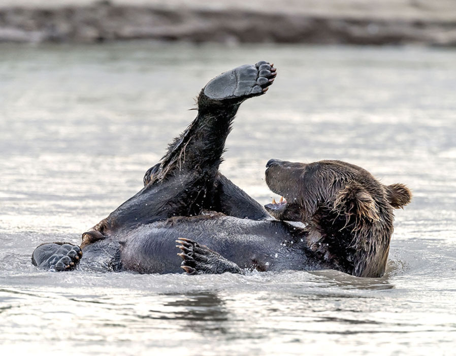 这只在河里洗澡的棕熊似乎正玩得非常开心，而她的“老公”正在河上捕鱼。（来源：网易科技）