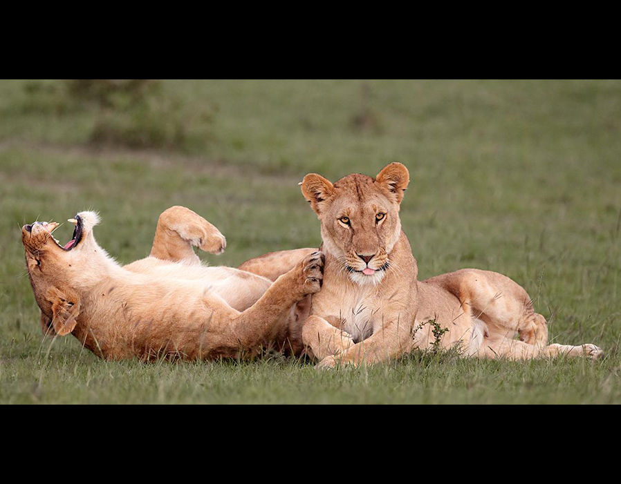 在肯尼亚的马赛马拉禁猎区里，一直非洲狮子似乎想到了什么非常有趣的事儿，笑得合不拢嘴。（来源：网易科技）